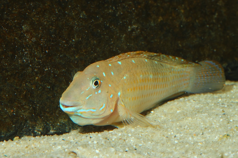 Spathodus sp. 'erythrodon north' Kigoma
